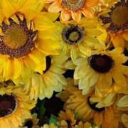 ヒメ日記 2025/08/28 00:10 投稿 みるく 電車ごっこ