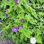 ヒメ日記 2025/09/21 09:33 投稿 みるく 電車ごっこ