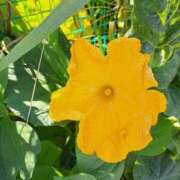 ヒメ日記 2025/10/23 17:00 投稿 みるく 電車ごっこ