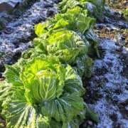 ヒメ日記 2026/01/21 09:40 投稿 みるく 電車ごっこ