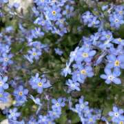 ヒメ日記 2025/04/22 20:50 投稿 りんか 風鈴（ふうりん）