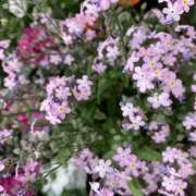 ヒメ日記 2025/04/25 11:55 投稿 りんか 風鈴（ふうりん）