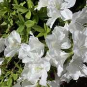 ヒメ日記 2025/04/29 11:39 投稿 りんか 風鈴（ふうりん）