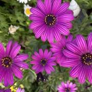 ヒメ日記 2025/05/01 11:45 投稿 りんか 風鈴（ふうりん）