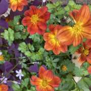 ヒメ日記 2025/05/03 14:39 投稿 りんか 風鈴（ふうりん）