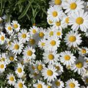 ヒメ日記 2025/05/08 18:48 投稿 りんか 風鈴（ふうりん）