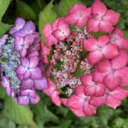 ヒメ日記 2025/06/07 19:34 投稿 りんか 風鈴（ふうりん）