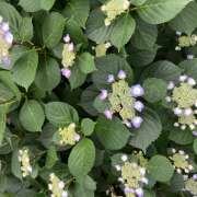 ヒメ日記 2025/06/08 14:12 投稿 りんか 風鈴（ふうりん）