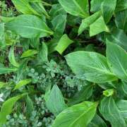 りんか 雨ですね☔ 風鈴（ふうりん）