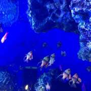 りんか お休みの報告 風鈴（ふうりん）