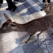 ヒメ日記 2026/04/20 15:23 投稿 みれい 道玄坂クリスタル
