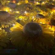 ヒメ日記 2025/09/05 02:22 投稿 葵原 由希 MADAM RENA 名古屋