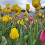 ヒメ日記 2026/02/26 19:02 投稿 葵原 由希 MADAM RENA 名古屋