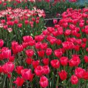 ヒメ日記 2025/04/28 20:10 投稿 めい WHITE（金沢）