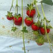 ヒメ日記 2025/06/03 21:23 投稿 めい WHITE（金沢）