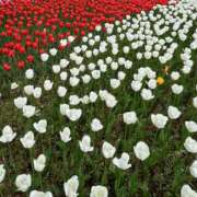 ヒメ日記 2025/04/27 11:11 投稿 しずく アート姫