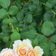 ヒメ日記 2025/05/26 08:22 投稿 めい☆STANDARD Ribbon 1st