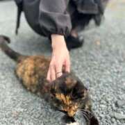 ヒメ日記 2025/07/07 07:23 投稿 めい☆STANDARD Ribbon 1st