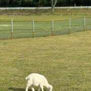 ヒメ日記 2025/08/07 14:23 投稿 めい☆STANDARD Ribbon 1st