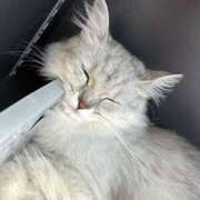 ヒメ日記 2025/07/02 22:33 投稿 愛川　りり PLATINA R-30（すすきの）