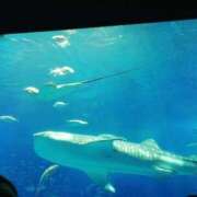 ヒメ日記 2025/08/22 09:09 投稿 ゆな 一夜妻