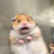 ヒメ日記 2025/10/31 19:04 投稿 ありさ【プレミアム】 大人のゴシャール