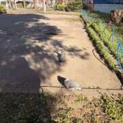 ヒメ日記 2026/03/22 12:54 投稿 らん 錦糸町ミセスアロマ（ユメオト）