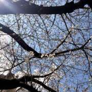 ヒメ日記 2026/03/27 13:33 投稿 らん 錦糸町ミセスアロマ（ユメオト）