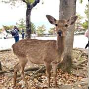 ヒメ日記 2026/04/18 18:55 投稿 らん 錦糸町ミセスアロマ（ユメオト）