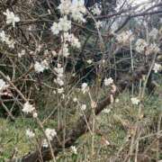 ヒメ日記 2026/03/09 19:07 投稿 マユミ秘書 秘書の品格 クラブアッシュ ヴァリエ