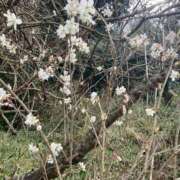 ヒメ日記 2026/03/09 19:18 投稿 マユミ秘書 秘書の品格 クラブアッシュ ヴァリエ