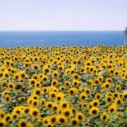 ヒメ日記 2025/08/18 07:39 投稿 みなみ シネマ