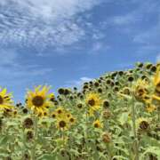 ヒメ日記 2025/07/31 17:19 投稿 真田えいみ 五反田ヒーローズ（ユメオト）