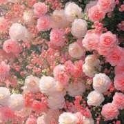 ヒメ日記 2025/05/30 08:17 投稿 胡桃 あい Canx2京都店