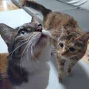 ヒメ日記 2025/08/27 19:26 投稿 桐生あい 五十路マダム エクスプレス京都店