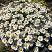 収容番号：33番 急遽❣️ 非自由人躾専門店 淫姦収容所 日本橋本拠地