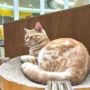 ヒメ日記 2025/09/04 14:42 投稿 華音 倶楽部 月兎