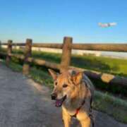 ヒメ日記 2025/05/11 20:47 投稿 あん 西船人妻花壇