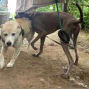 ヒメ日記 2025/07/04 17:15 投稿 あん 西船人妻花壇