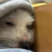 ヒメ日記 2025/08/31 23:54 投稿 あん 西船人妻花壇