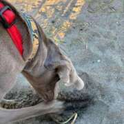 ヒメ日記 2025/12/09 21:27 投稿 あん 西船人妻花壇