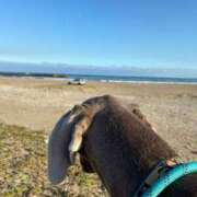 ヒメ日記 2026/01/03 13:48 投稿 あん 西船人妻花壇