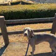 ヒメ日記 2026/01/12 03:27 投稿 あん 西船人妻花壇