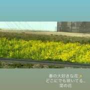 ヒメ日記 2026/03/19 01:19 投稿 あん 西船人妻花壇