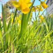 ヒメ日記 2026/03/22 10:19 投稿 あん 西船人妻花壇