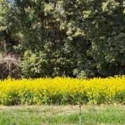 ヒメ日記 2026/03/24 09:17 投稿 あん 西船人妻花壇