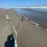 ヒメ日記 2026/04/11 16:14 投稿 あん 西船人妻花壇