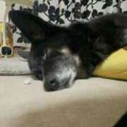 ヒメ日記 2026/04/12 16:51 投稿 あん 西船人妻花壇