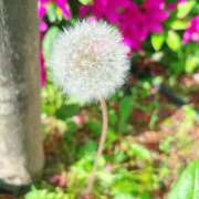 ヒメ日記 2025/04/29 14:06 投稿 黒木 レイ CASA BIANCA（カーサ・ビアンカ）