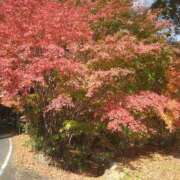 ヒメ日記 2025/11/30 15:06 投稿 かずき 熟女＆人妻＆ぽっちゃり倶楽部